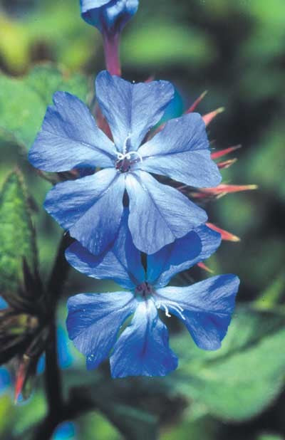 Cérato - Plumbago