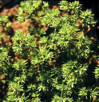 Scleranthus - Scléranthe