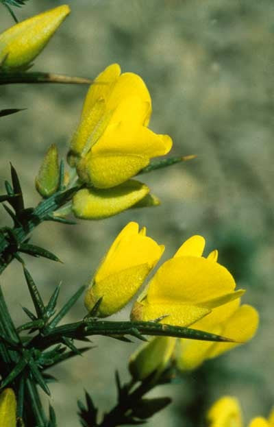 Gorse - Ajonc