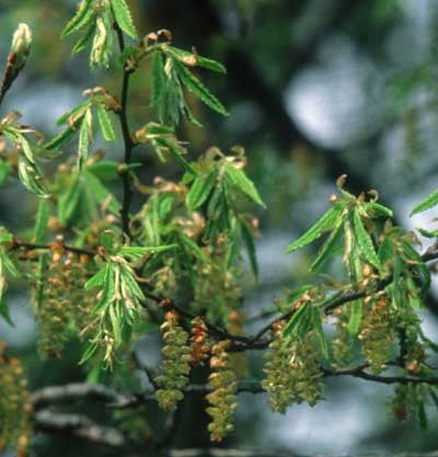 Hornbeam - Charme commun