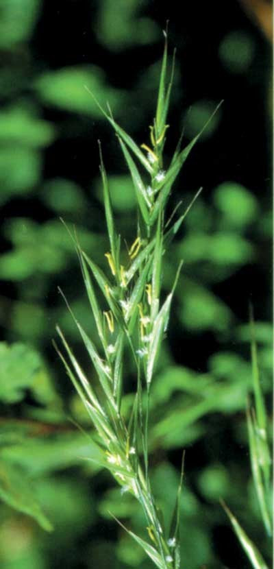 Folle avoine - Brome rugueux