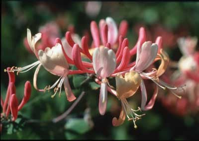 Honeysuckle - Chèvrefeuille