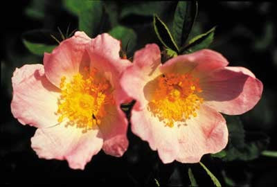 Wild Rose - Rosier des chiens