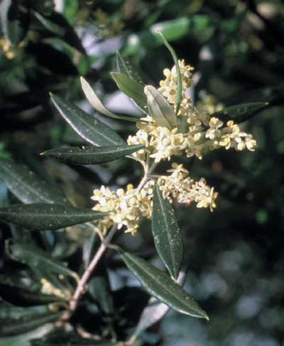 Olive - Olive