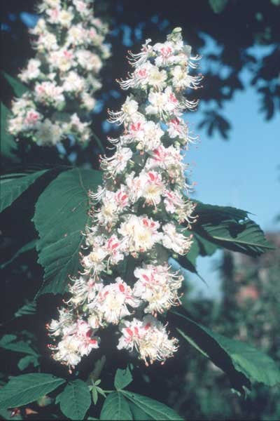 White Chestnut - Witte Paardekastanje