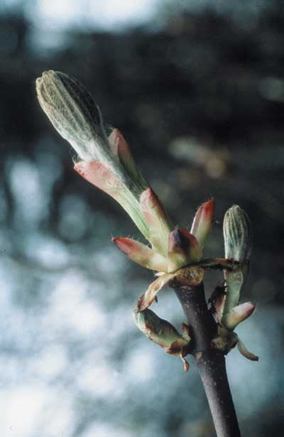 Chestnut Bud - Bourgeon de Marronnier