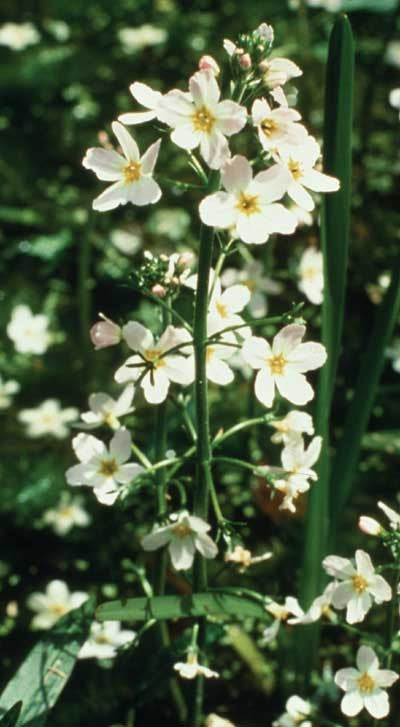 Hottonia palustris - Violette d'eau