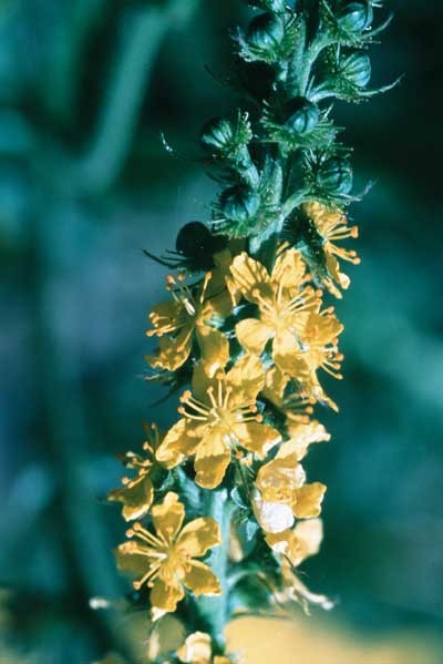 Aigremoine - Aigremoine