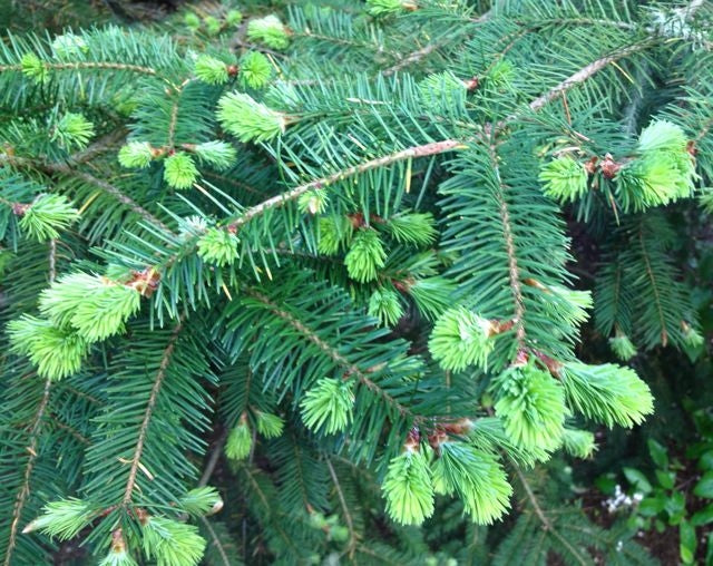 Sapin - Fluidité - Courant