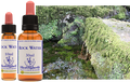 Rock Water - Eau de Roche