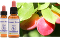 Cherry Plum - Myrobalan
