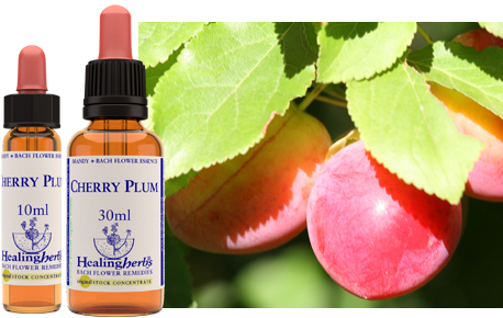 Cherry Plum - Myrobalan