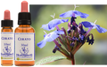 Cérato - Plumbago