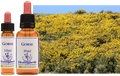 Gorse - Ajonc