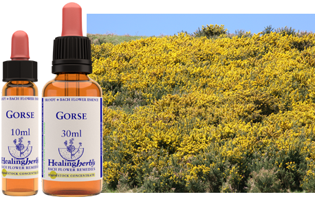 Gorse - Ajonc