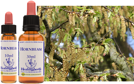 Hornbeam - Charme commun