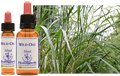 Folle avoine - Brome rugueux