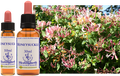 Honeysuckle - Chèvrefeuille