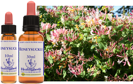 Honeysuckle - Chèvrefeuille