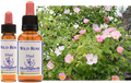 Wild Rose - Rosier des chiens