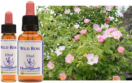 Wild Rose - Rosier des chiens