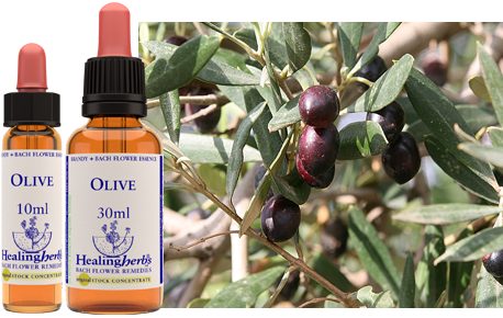 Olive - Olive