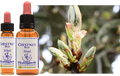 Chestnut Bud - Bourgeon de Marronnier
