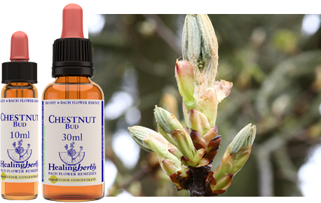 Chestnut Bud - Bourgeon de Marronnier