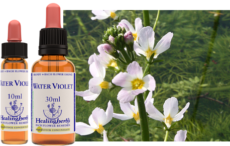 Hottonia palustris - Violette d'eau