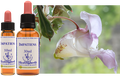 Impatiente - Balsamine géante