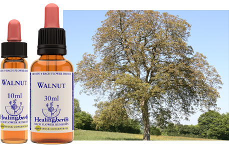 Walnut - Noix