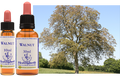 Walnut - Noix
