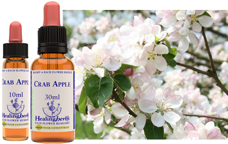 Crab Apple - Pommier sauvage