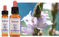 Verveine - Verveine