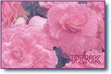 Pink Pomander P02