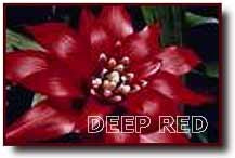 Pomander Rouge Profond P03