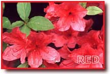 Pomander Rouge P04
