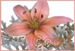 Pomander Corail P05