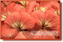 Pomandre orange P06