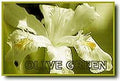 Pomander Vert Olive P09