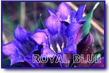 Pomander Bleu roi P13