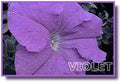 Pomander violet P14