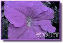 Pomander violet P14