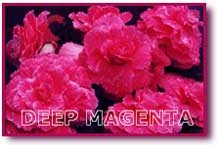 Pomandre magenta foncé P15