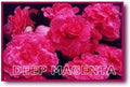 Pomandre magenta foncé P15