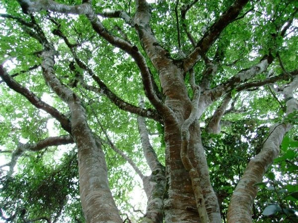 Platbos White Stinkwood - Arbre de Lumière - Boom van licht