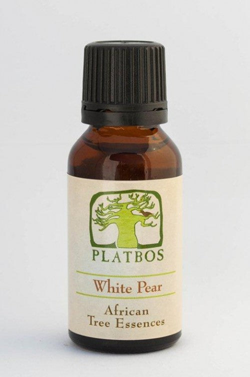 Platbos White Pear - Arbre de Joie - Boom van Vreugde