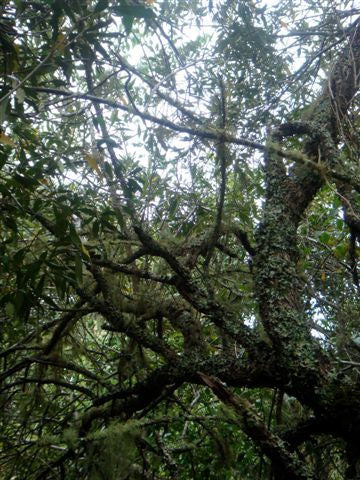 Platbos African Wild Olive - Arbre de la Foi - Boom van Vertrouwen
