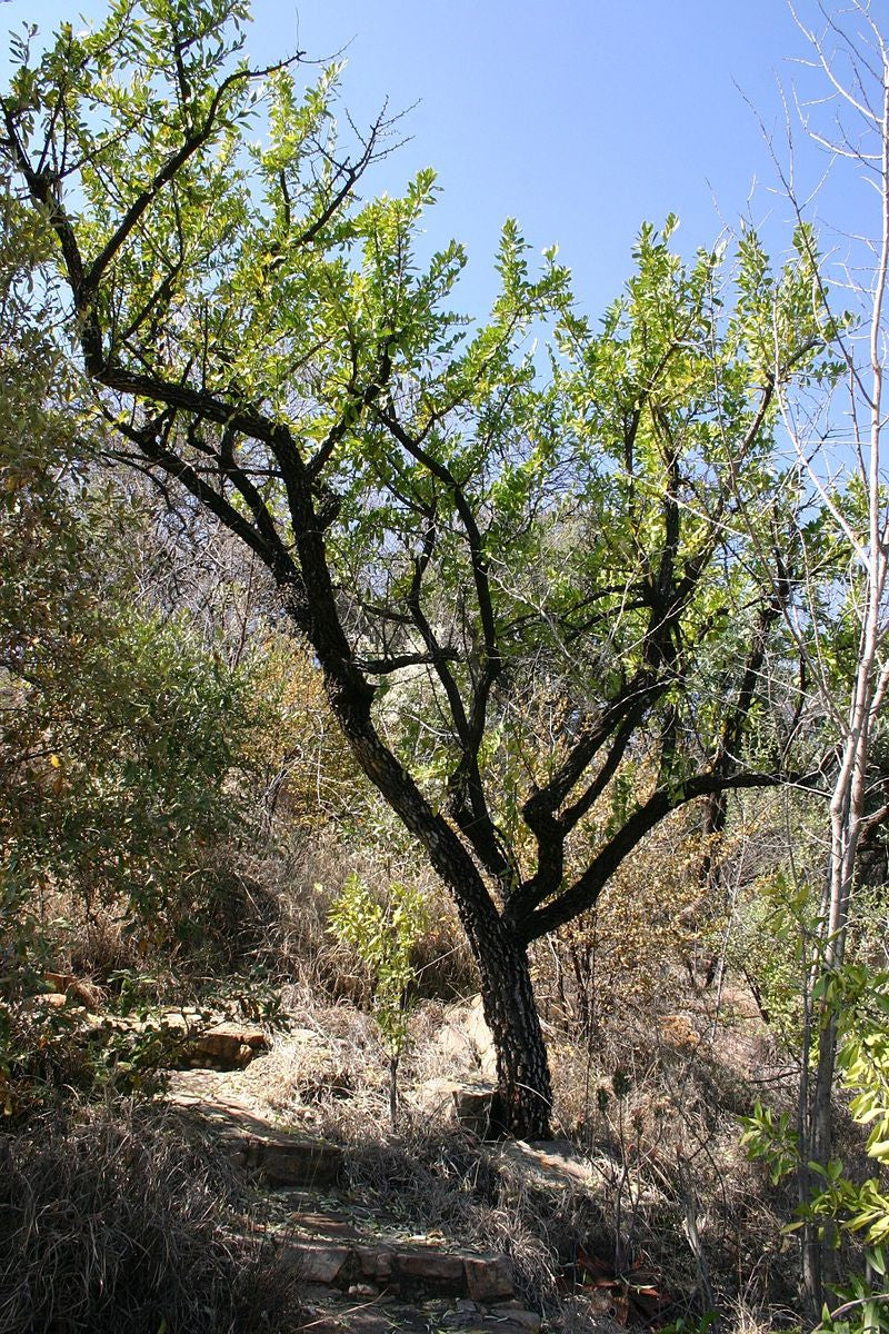 Platbos Spike Thorn - Arbre de la Bienveillance - Boom van liefdevolle Vriendelijkheid
