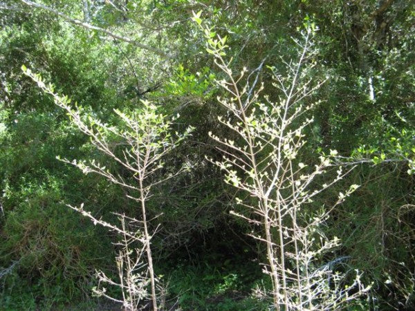 Aulne des rochers de Platbos - Arbre de béatitude - Arbre de bénédiction